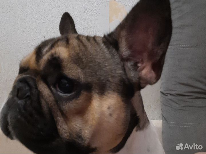 Французский бульдог вязка