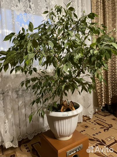 Фикус бенджамина