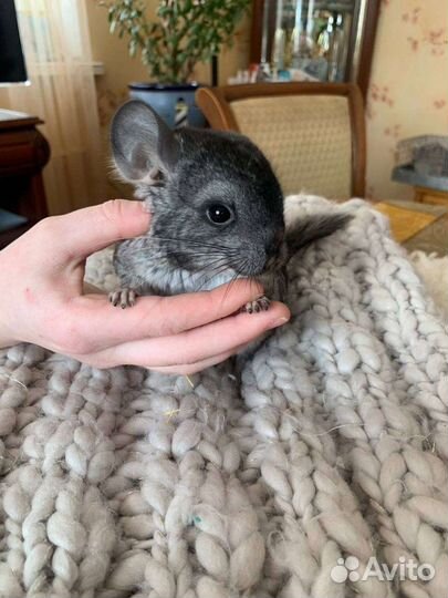 Шиншиллята