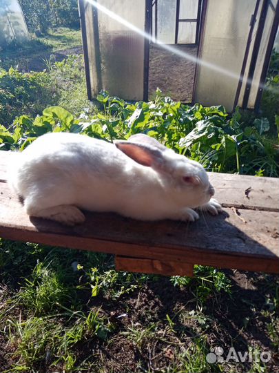 Кролики мясных пород