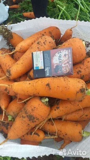 Морковь