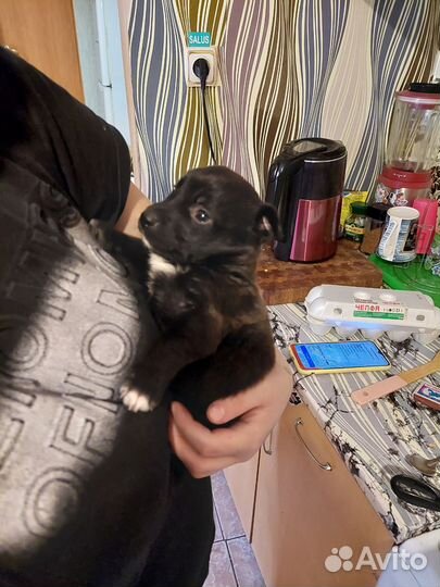 Собака в добрые руки маленькая порода