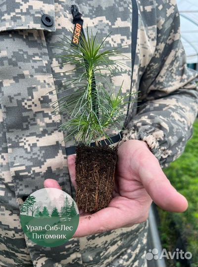 Зкс и окс Сосна Ель Лиственница сеянцы Голуб горн