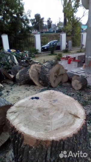 Спил деревьев