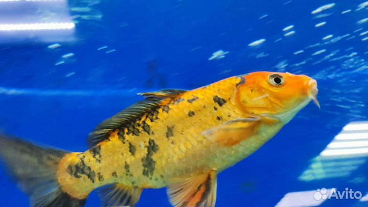 Рыба в аквариум