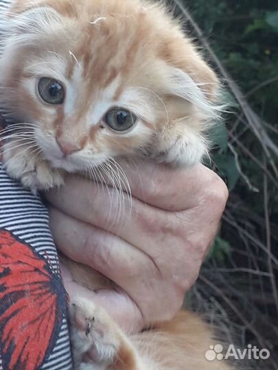 Котята в добрые руки бесплатно