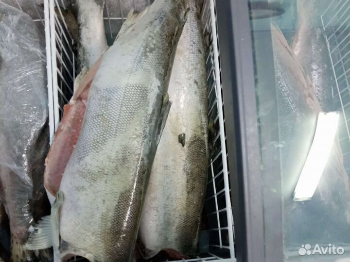 Кижуч лосось Камчатка