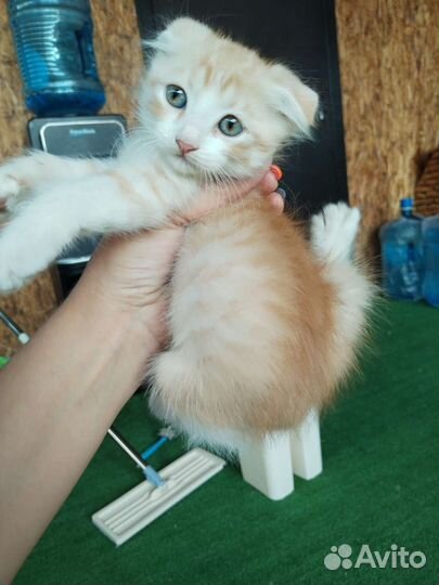 Котята в дар