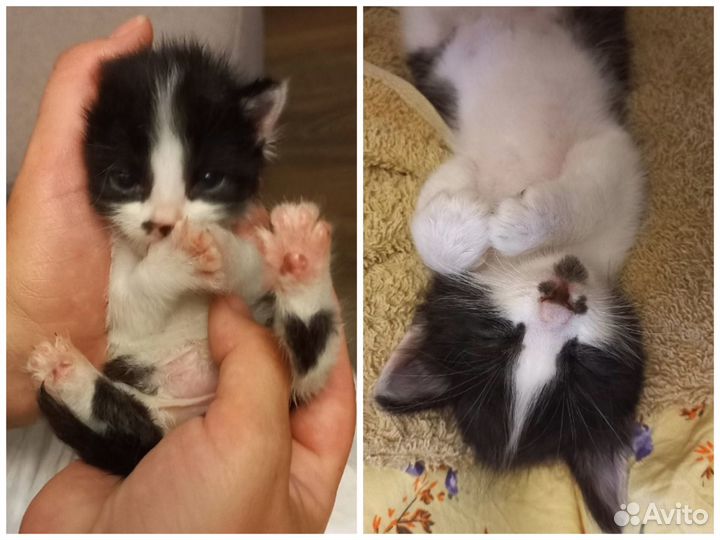 Счастье в дом