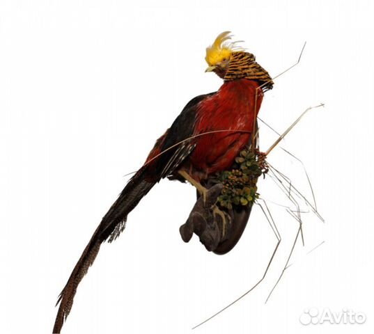 Золотой фазан на медальоне