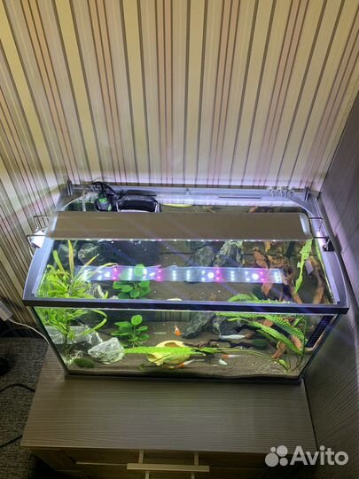 Аквариум с рыбками на 60л