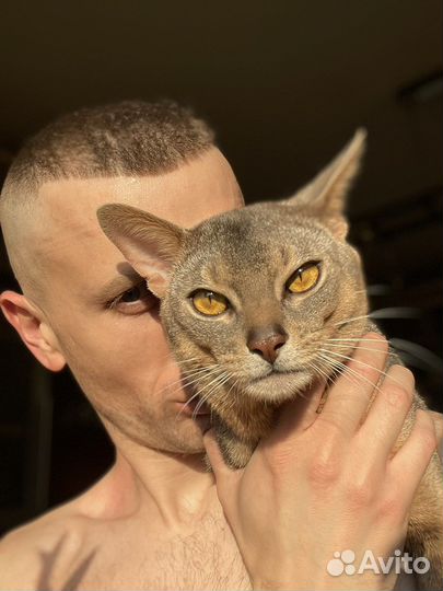 Абиссинский кот вязка