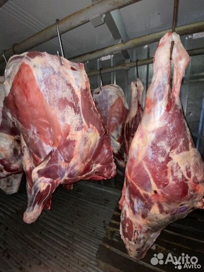 Мясо Говядина Телятина Молодняк Быки полутуши
