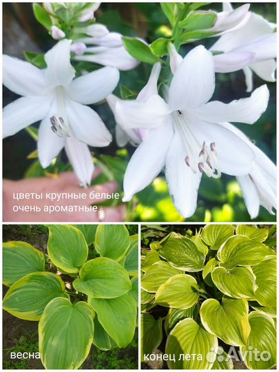 Сортовые хосты №2