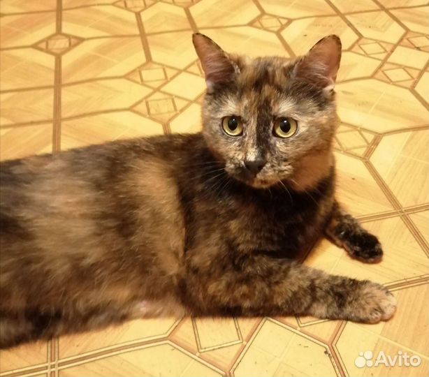 Кошки в добрые руки бесплатно