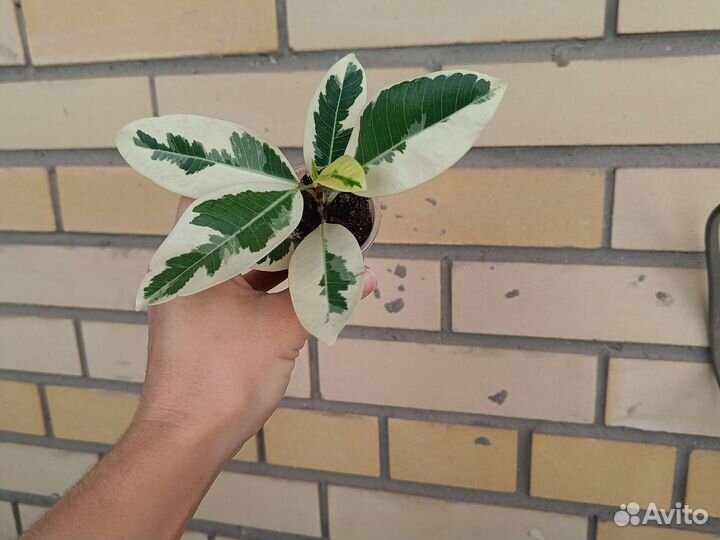 Сциндапсус эпипремнум,фикус альба,монстера мини