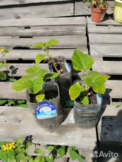 Павлония или Адамово дерево