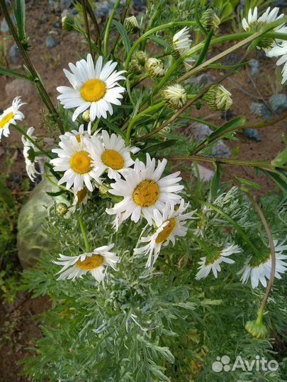 Ромашка садовая, полынь