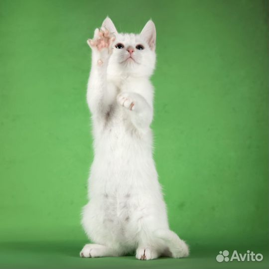 Котенок белый клео девочка 2мес