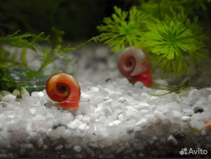Аквариумные улитки, растения