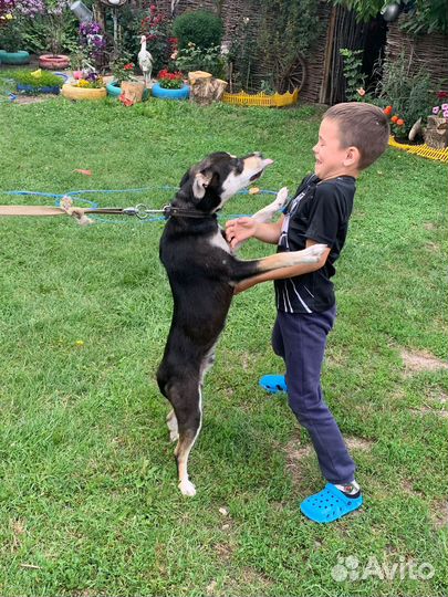 Собака, мальчик