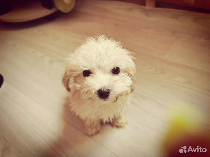 Кукла мальтипу mini до 2500кг