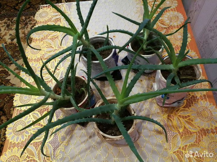 Алоэ столетник