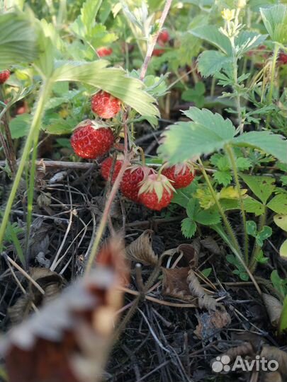 Лекарственные травы, шиповник, воск пчелиный