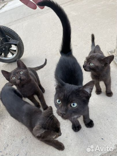 Кошка, котята, котенок в дар бесплатно