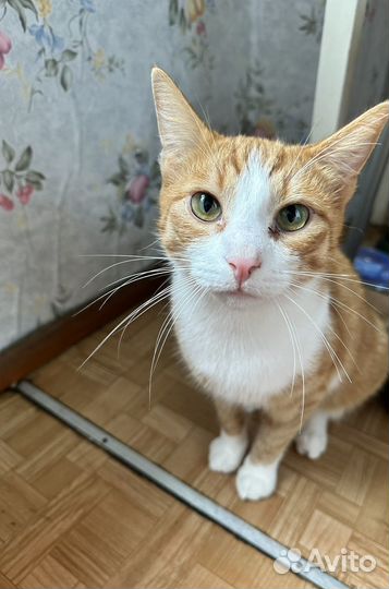 Кот и кошечка