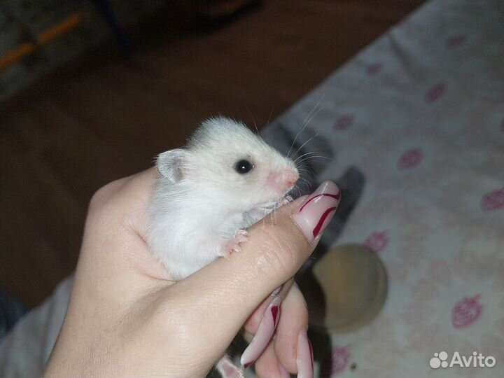 Сирийский хомяк малыш