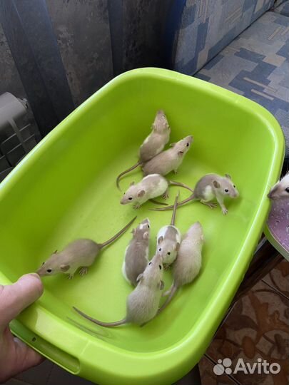 Крысята Дамбо