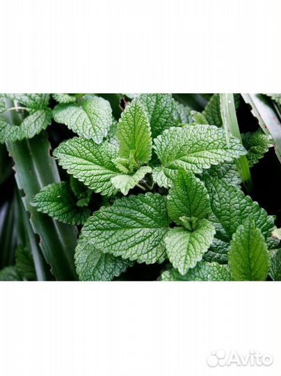 Мята, мелисса