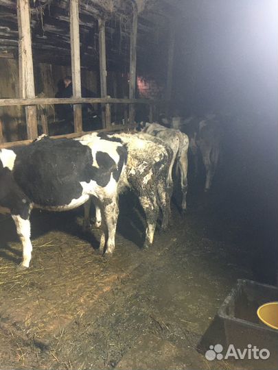 Телята годовалые