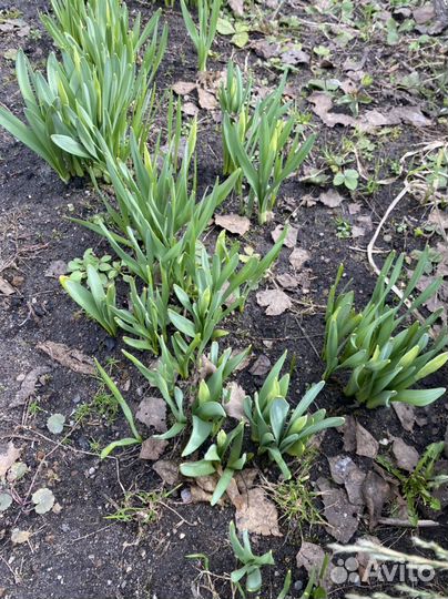 Нарцисс цветок многолетний