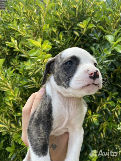 Щенки питбуля