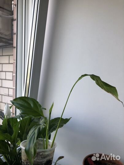 Спатифиллум