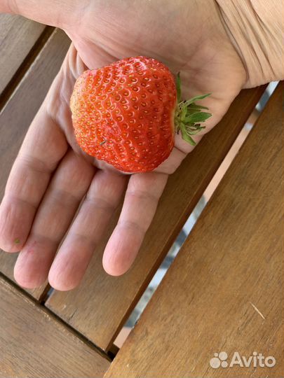 Саженцы клубники