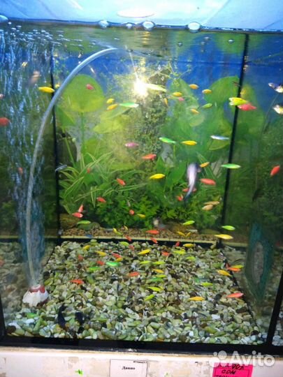 Рыбки гло фиш