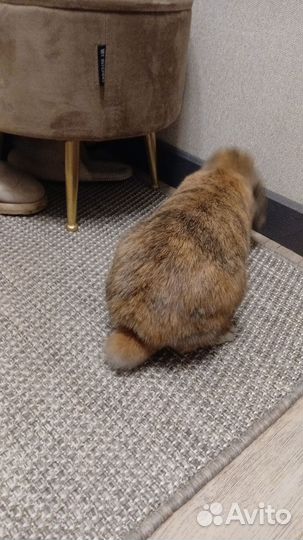 Кролик вислоухий