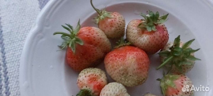 Усы клубники белой 