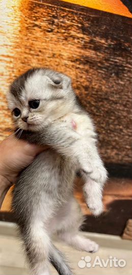 Шиншилла серебро