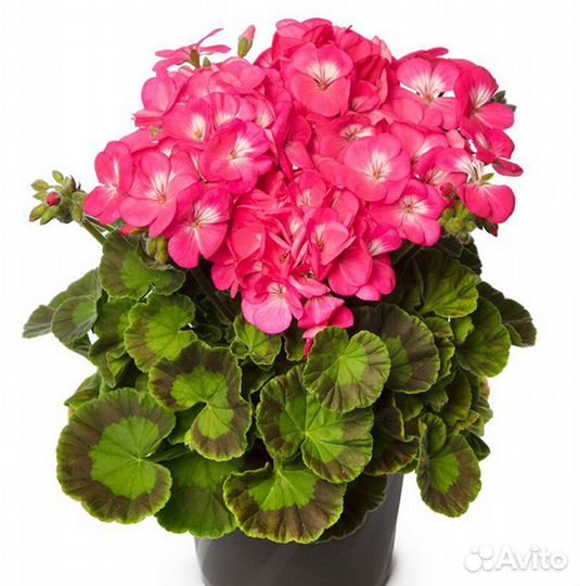 Комнатные растения 4