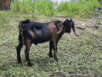 Англо-нубийские козы и козлики