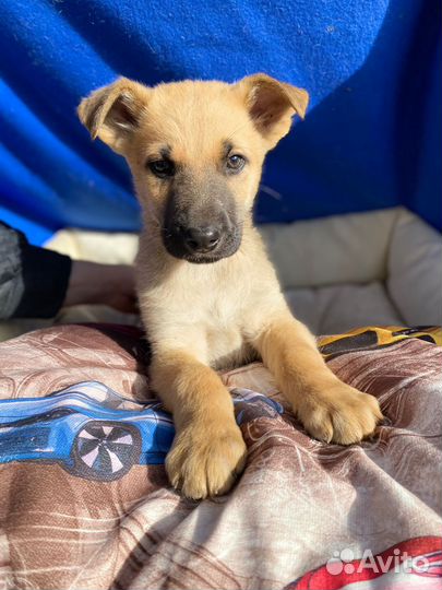 Щенок мальчик