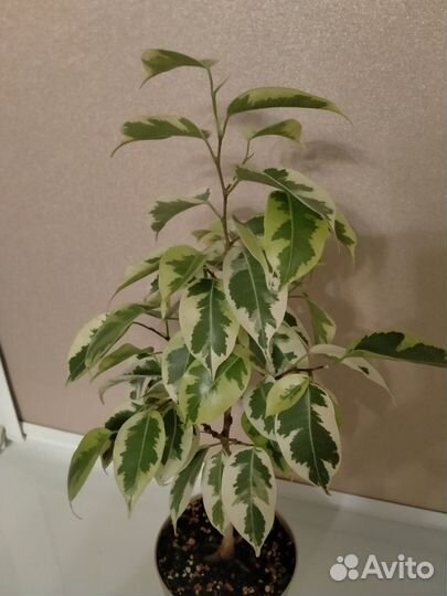 Фикус Бенджамина Голден Кинг