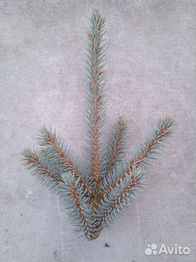 Декоративные ветки