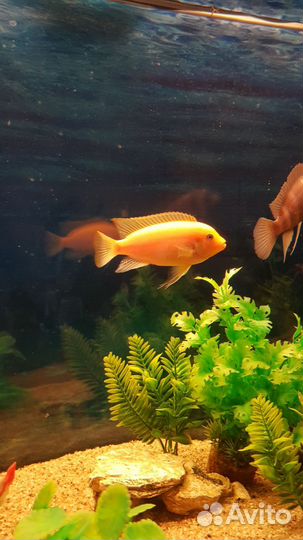 Рыба Цихлида Красная Зебра (Псевдотрофеус эстера)