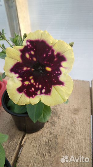 Ампельная петуния вегетативная