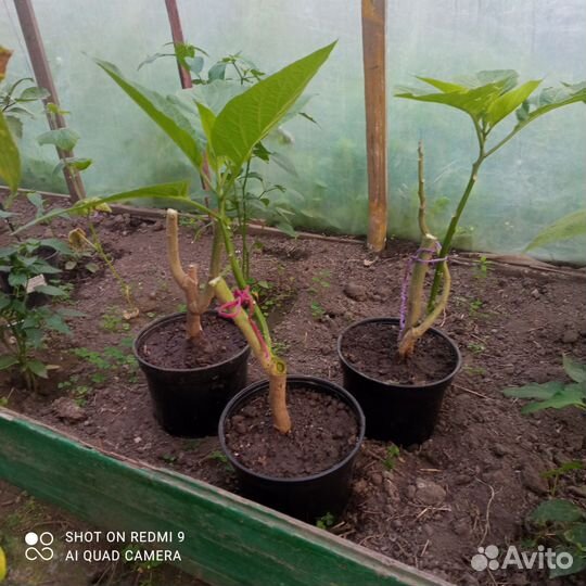 Бругмансия